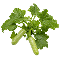Tikvica Genovese