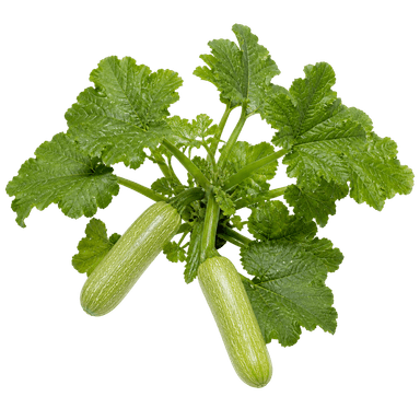 Tikvica Genovese