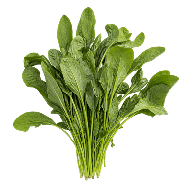 Blitva lisnata erbette