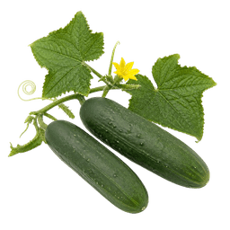 Krastavac Sensation