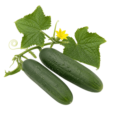Krastavac Sensation