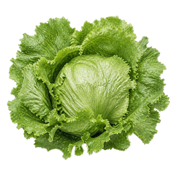 Salata dalmatinska ledenka