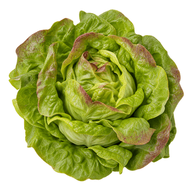 Salata zimska posavka