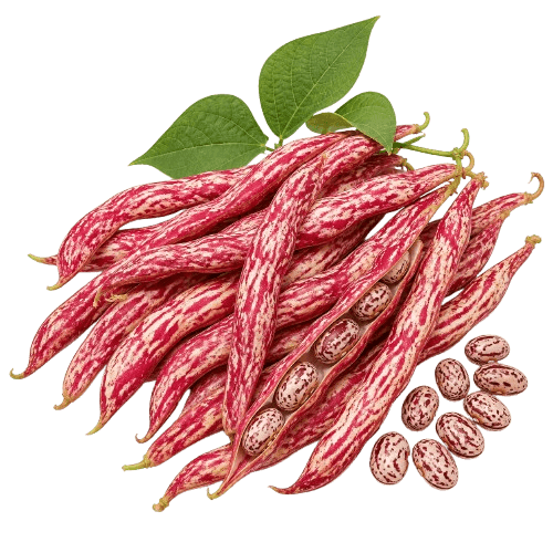 Sorta Grah Borlotto Lingua di Fuoco 2 povezana sa sjemenom Royal seeds Grah Borlotto lingua di fuoco 2 200g