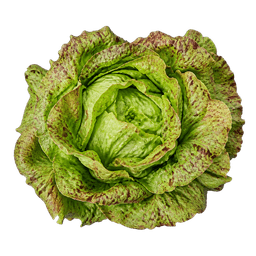 Salata vegorka