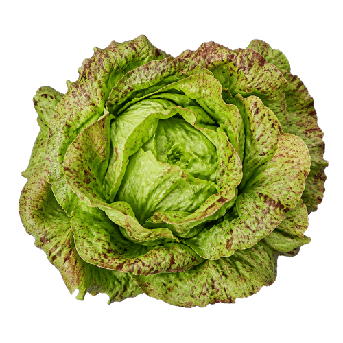 Sorta Salata vegorka povezana sa sjemenom Royal seeds Salata vegorka