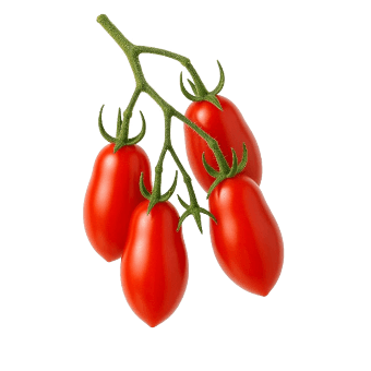 Sorta Rajčica scatolone povezana sa sjemenom Royal seeds Rajčica scatolone 2 1g