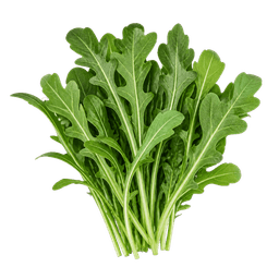 Rukola coltivata