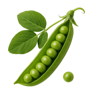 Grašak Progress N. 9