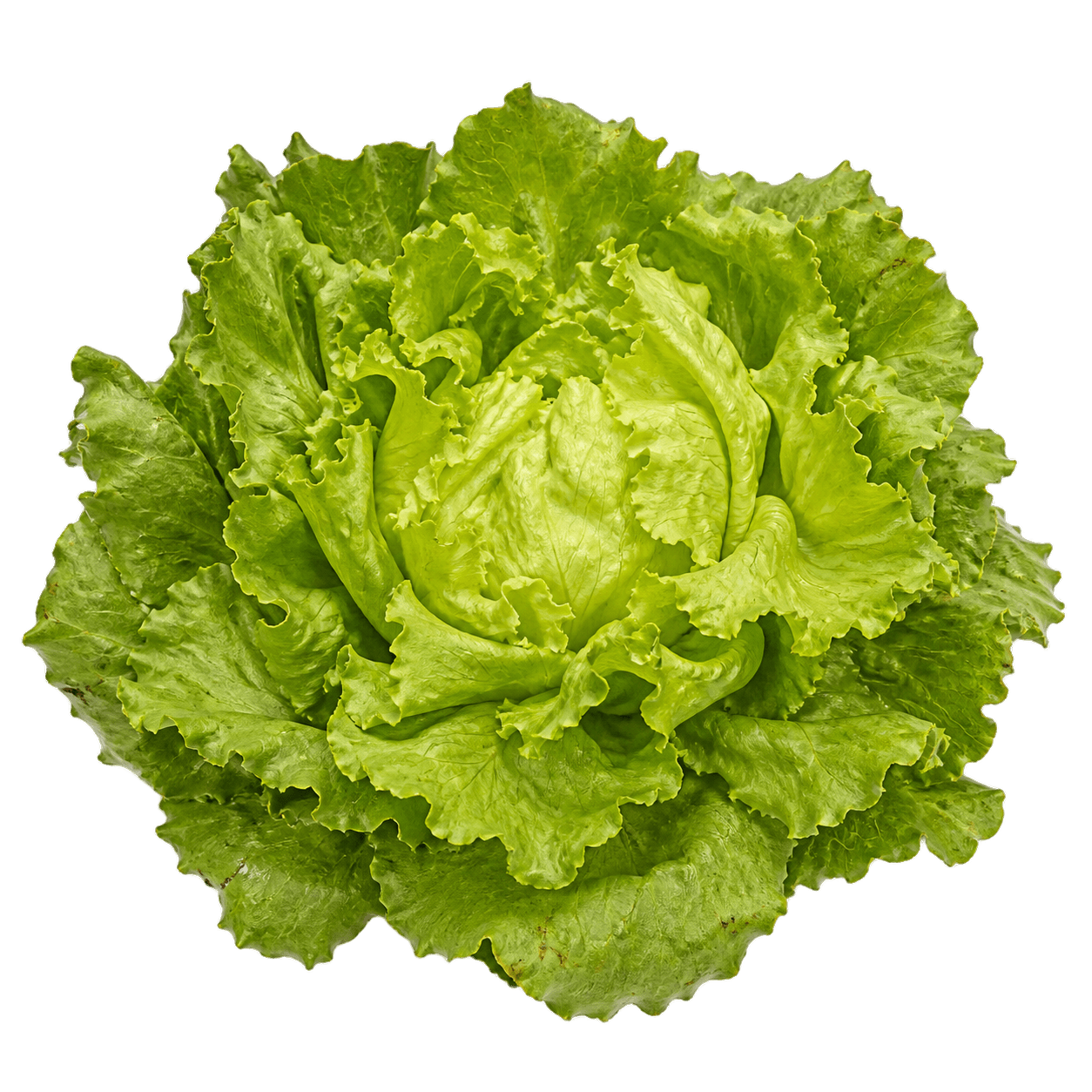 Sorta Endivija dječja glava povezana sa sjemenom Green Garden salata endivija dječja glava 8g