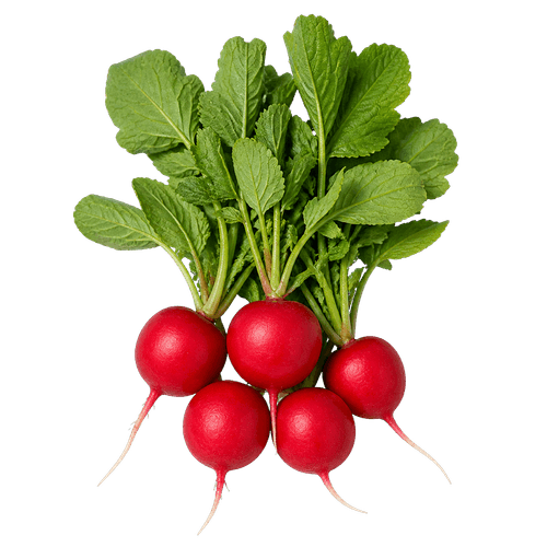 Sorta Rotkvica saxa 2 povezana sa sjemenom Royal seeds rotkvica saxa 2 9g