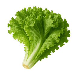 Endivija dječja glava